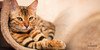 Krafttier Katze – Der siebte Sinn und sieben Leben